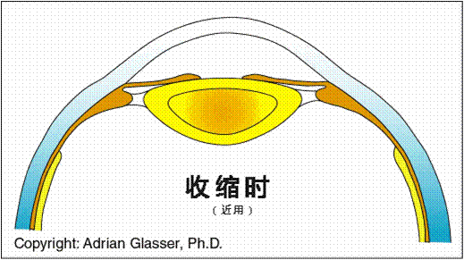 山东临沂验光师考证去哪里考？正真视光知识小讲堂：调节与集合