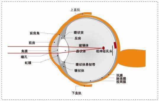 济宁验光师培训验假性近视的方法