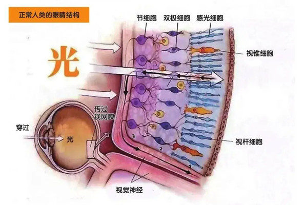 光感色素的光化反应-烟台验光培训